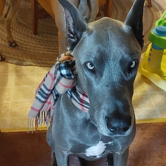 Meet your Posher, Shelly - Picture 2 of 2